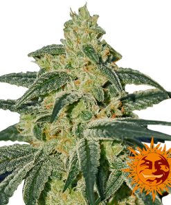 Afghan Hash Plant 10 u. reg. Barney’s