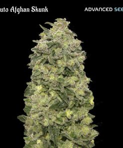 Auto Afghan Skunk fem. Advanced Seeds
