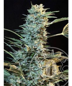 Auto Ak fem. Grassomatic