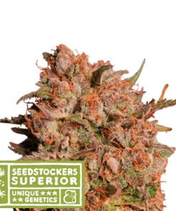 Auto Apollo Black Cherry fem. Seedstockers Superior