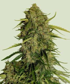 Auto Atlas CBD F1 –  5 u. fem. Royal Queen