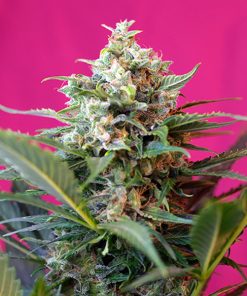 Auto Big Devil XL fem. Sweet Seeds