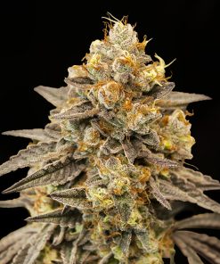 Auto Biscotti Zkittlez fem. 00 Seeds