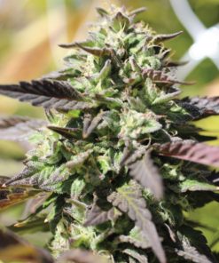 Auto Chunkadelic 3 u. fem Humbold Seeds Company