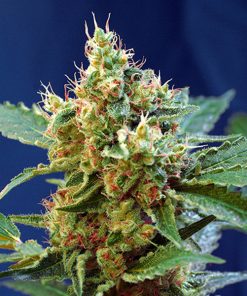 Auto Cream Mandarine XL fem. Sweet Seeds