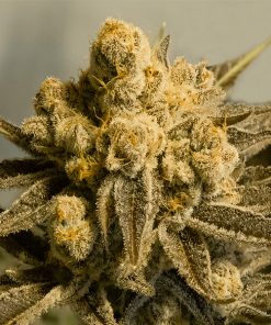 Auto Critical Glue #4 High Speed Buds