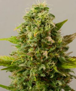 Auto Critical Ryder fem. Black Skull Seeds