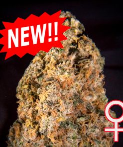 Auto Diamond Queen Kush 5 u. fem. KC Brains