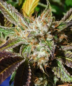 Auto Do Si Dos fem. Original Sensible