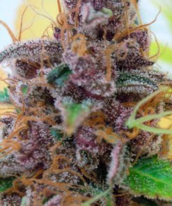 Auto Gelato fem. Original Sensible