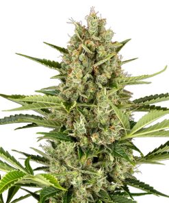 Auto Jack Herer 10 u. fem. Sensi Seeds