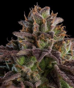 Auto K-Mintz fem. Ripper Seeds