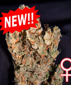 Auto Lemon Sputnik 5 u. fem. KC Brains