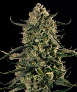 Auto MAC Dawg   5 ud Silent Seeds