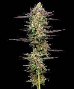 Auto Mint Jelly 3 u. fem Humbold Seeds Company