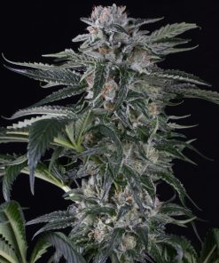 Auto Moby Dick fem. Silent Seeds