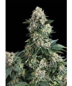 Auto New York City fem. Pyramid Seeds