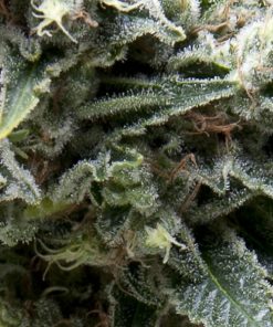 Auto New York City CBD fem. Pyramid Seeds