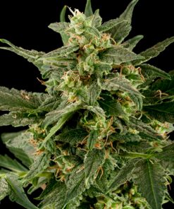 Auto PIneapple Gum  10 u. fem. Black Skull Seeds