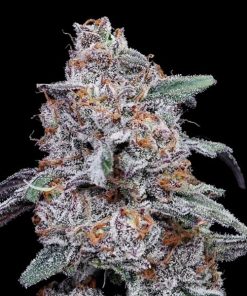 Auto Purple People Eater fem. DNA Genetics