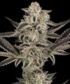 Auto Purple Pickle   5 u. fem. Sensi Seeds Research