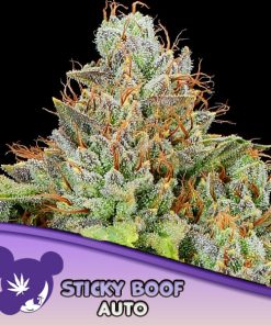 Auto Sticky Boof   5 u. fem Anesia