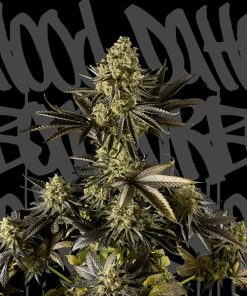 Auto Strawberry Cream. DaHood Urban Seeds