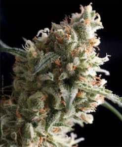 Auto Super Hash fem. Pyramid Seeds