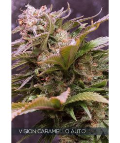 Auto Vision Caramello 3+1 u. fem. Vision Seeds