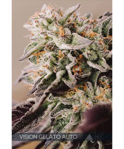 Auto Vision Gelato 3+1 u. fem. Vision Seeds