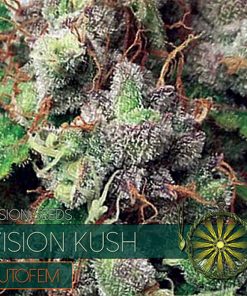 Auto Vision Kush 3 u. fem. Vision Seeds