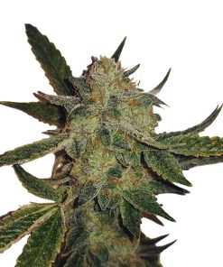 Auto White Widow fem. Nirvana