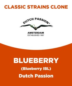 Blueberry | Dutch Passion | Classic Strains Clone