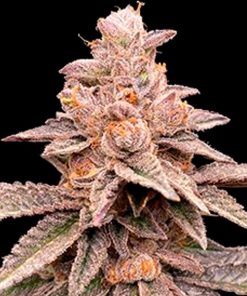 Banana Latte 5u. G13 Labs