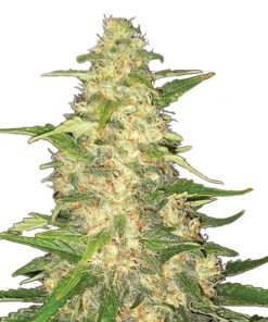 Big Bud fem. Nirvana