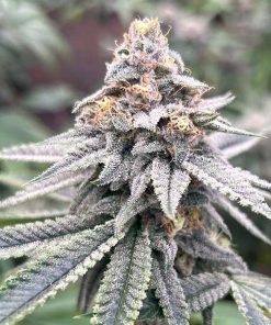 Blood Diamonds 2.0 – 7 u. fem Conscious Genetics