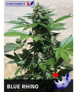 Blue Rhino fem. Positronics Seeds