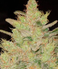 Blueberry Ghost OG fem. Original Sensible