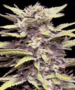 Blueberry Gum 5u. G13 Labs