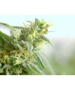 Brains Damage 5 u. reg. KC Brains