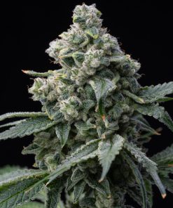 Bruce Banner 10 u. fem. Barney’s