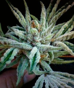 Buddha Tahoe OG Kush 10 u. reg. The Cali Connection