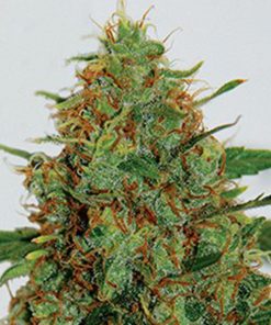 C99 5u. G13 Labs