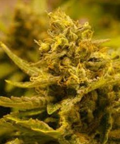 CBD OG 10 u. CBD  Reg. The Cali Connection