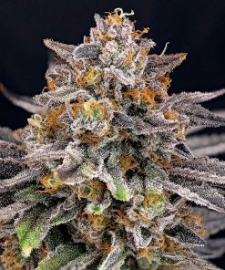 CandyGaz 3 u. fem. Ripper Seeds