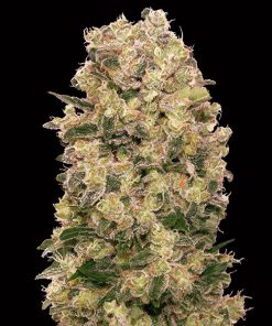 Caramel Kush fem. 00 Seeds