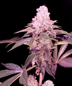 Cereal Milk   4 u. fem Sacred Terps