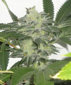 Chem 3 OG  10 u. reg. The Cali Connection