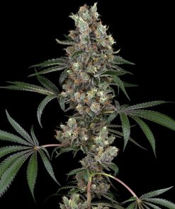 Chemberries   5 u. fem. White Label