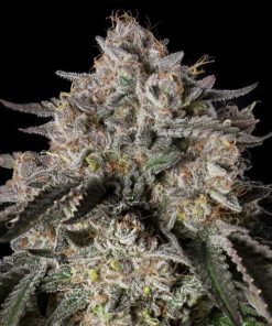 Cherry Essence  10 ud Silent Seeds